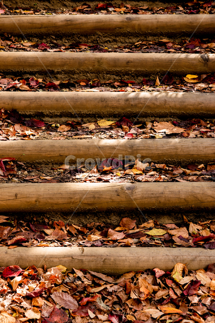 가을,autumn,자연,nature,공원,park,나들이,picnic,야외,outdoor,맑은날,day,식물,plant,바닥,ground,계단,steps,나무,tree,wooden,wood,잎,단풍,leaf,leaves,가을,계절,fall,autumn,season,transportation,교통,train track,기찻길,railway,철도,rail,레일