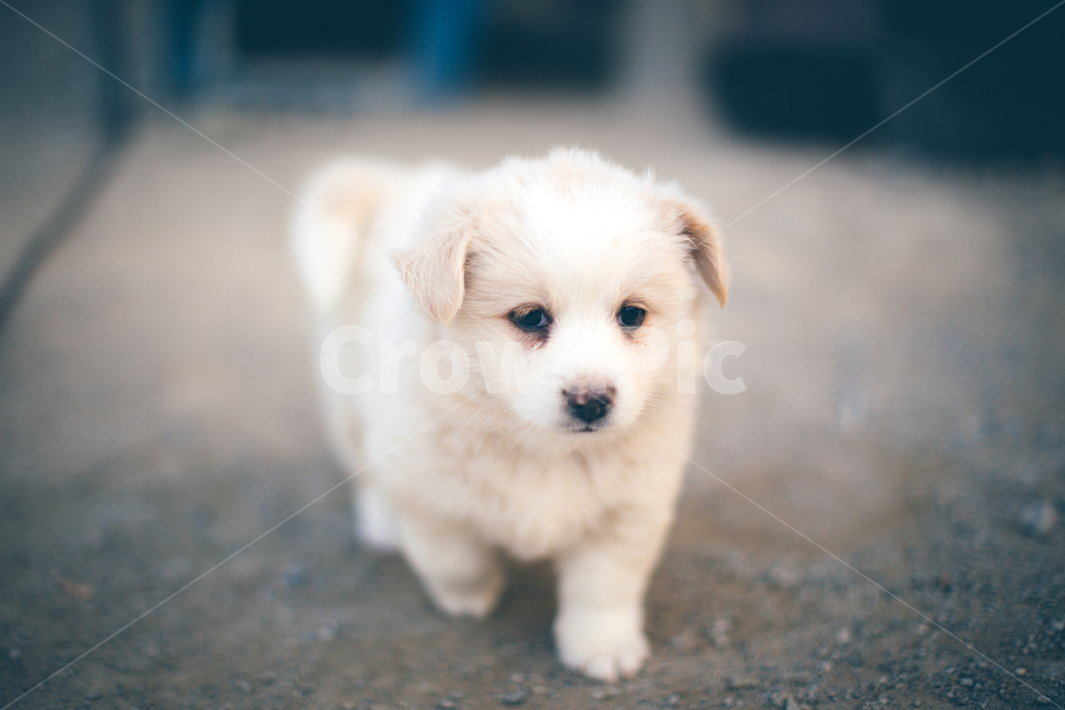 동물,강아지,개,포유류,애완동물,pet,dog,동물,animal,포유류,mammal,개,강아지,dog,doggy