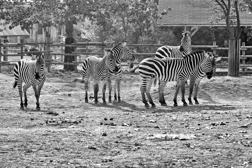 얼룩말,말,zebra,줄무늬,동물,포유류,척삭동물,흑백