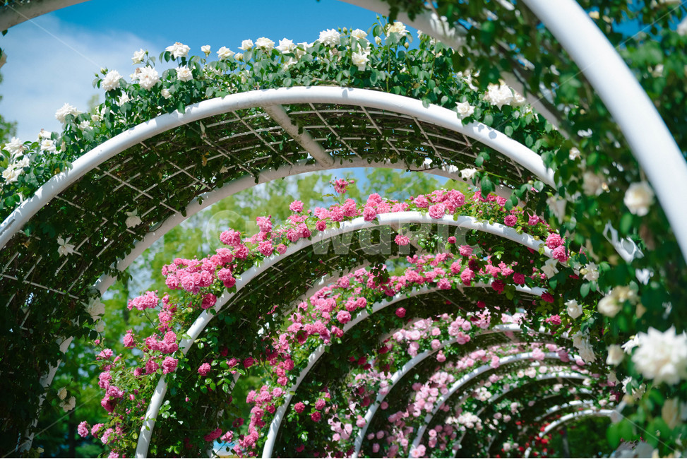 장미,장미터널,꽃,식물,색감,ㅡ,식물,자연,plants,nature,꽃,flower