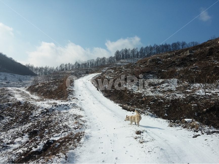 토종개,겨울,진돗개,백구,눈,겨울,계절,winter,season,동물,animal,포유류,mammal,개,강아지,dog,doggy