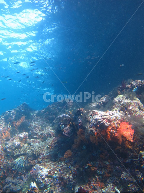 water,물,outdoors,옥외,nature,자연,sea,바다,ocean,대양,reef,암초,sealife,해양생물