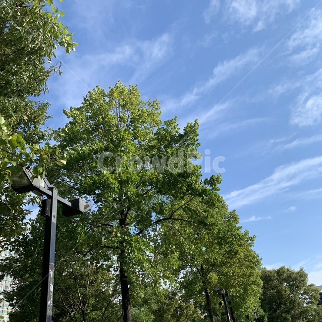 sky,greentrees,나무들,초록초록,line