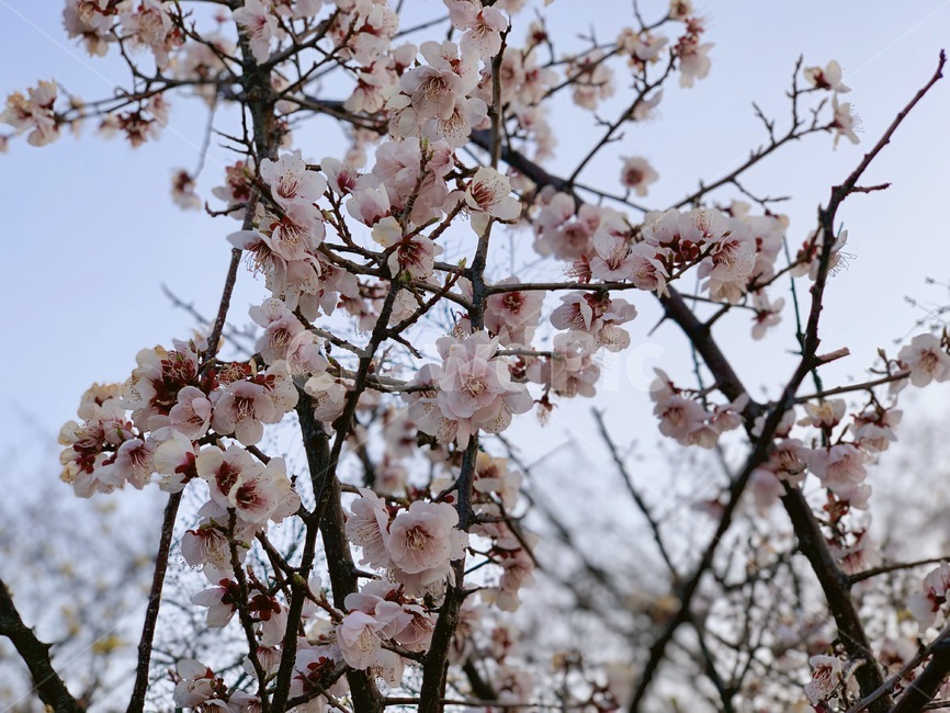 벚꽃,봄,sakura,spring,소풍,꽃