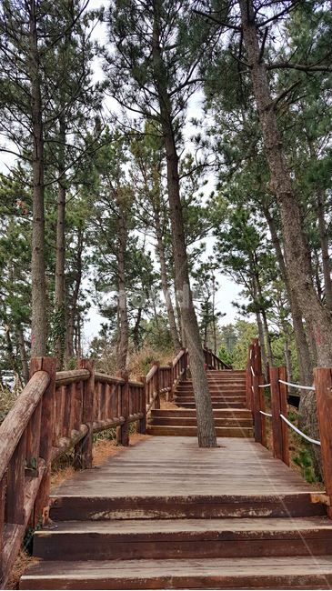 제주도,서귀포시,송악산,둘레길,풍경,nature,자연,outdoors,옥외,길