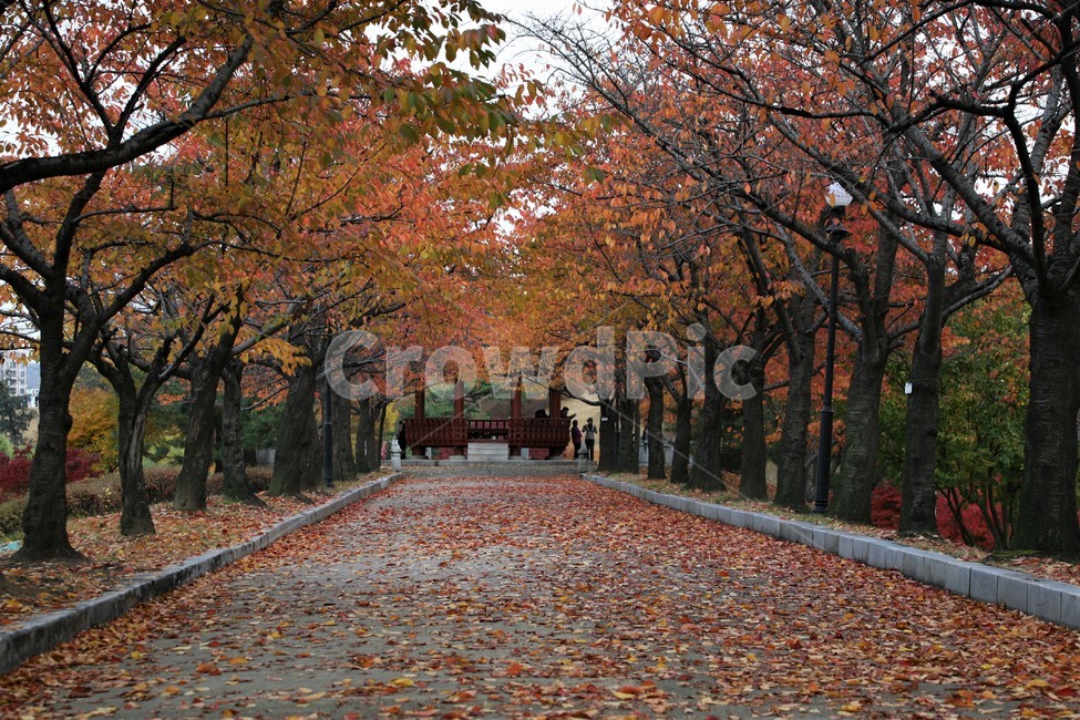 서울단풍명소,송파구단풍명소,가을,단풍,올림픽공원,가을,계절,fall,autumn,season,tree,나무,plant,식물,maple