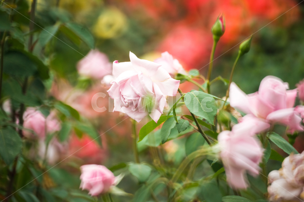 장미,꽃,flower,flowers,rose,꽃밭,자연,식물,nature,plant,plants,꽃잎,장미꽃,식물,자연,plants,nature,꽃,flower