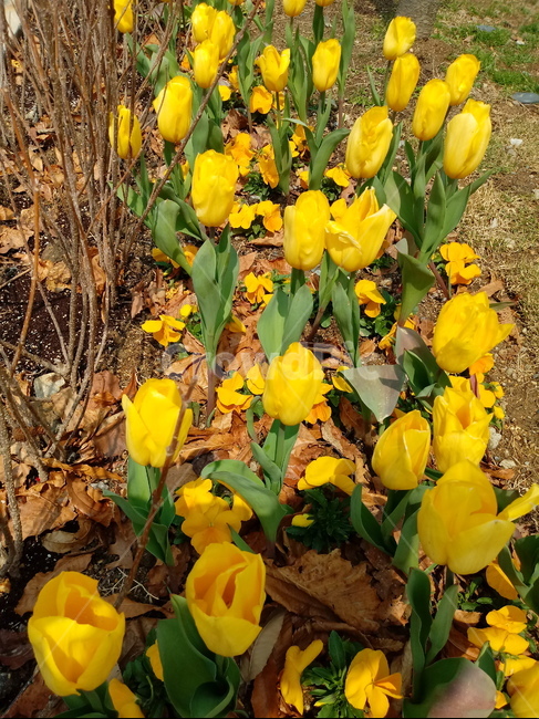 튤립,노란색꽃,식물,tulip,백합과,구근초,여러해살이풀,원예용
