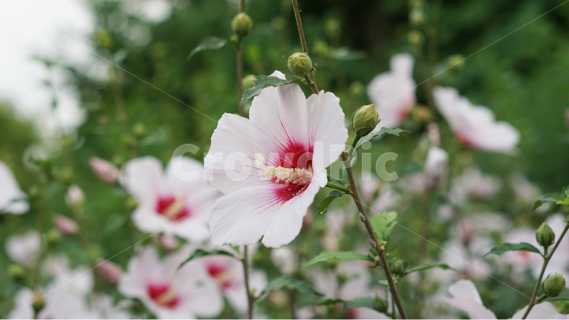 꽃,무궁화,대한민국,식물,자연,식물,자연,plants,nature,꽃,flower