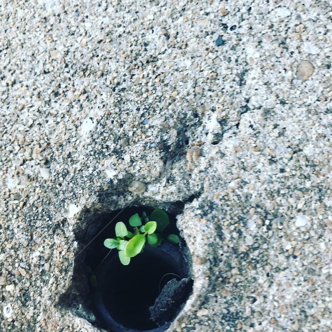 생명,잡초,자연,식물,hole,틈새