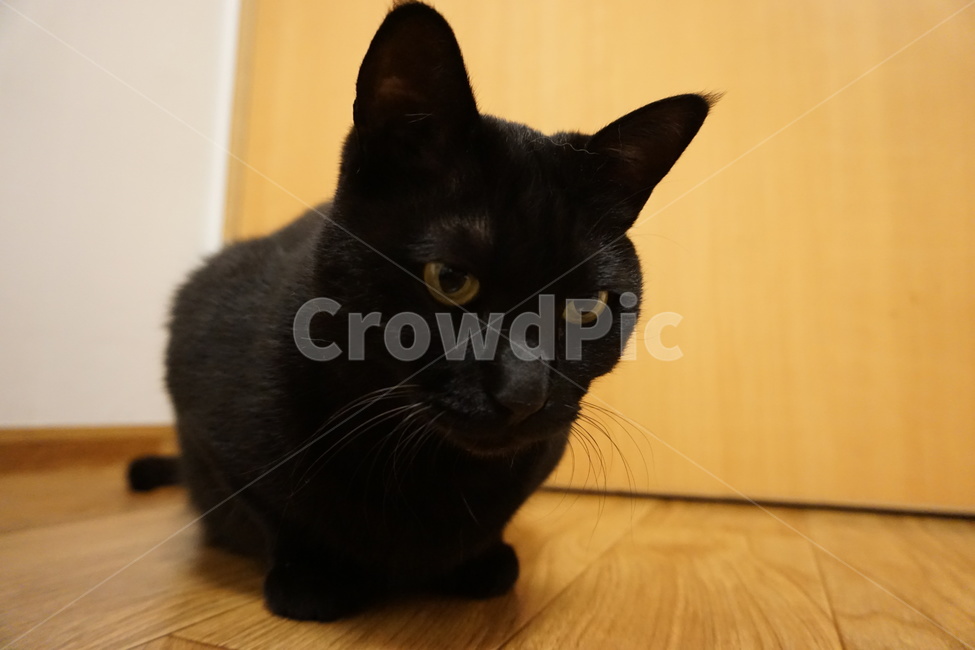 cat,고양이,mammal,포유류,animal,동물,pet,반려동물,반려묘,코리안숏헤어,koreanshorthair,코숏,냐옹이,kitty,black,blackcat,검은고양이,동물,animal,포유류,mammal,고양이,cat,kitten,kitty