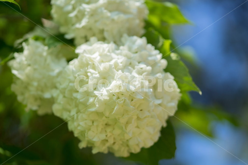 수국,봄,꽃,식물,자연,봄꽃,근접,식물,자연,plants,nature,꽃,flower