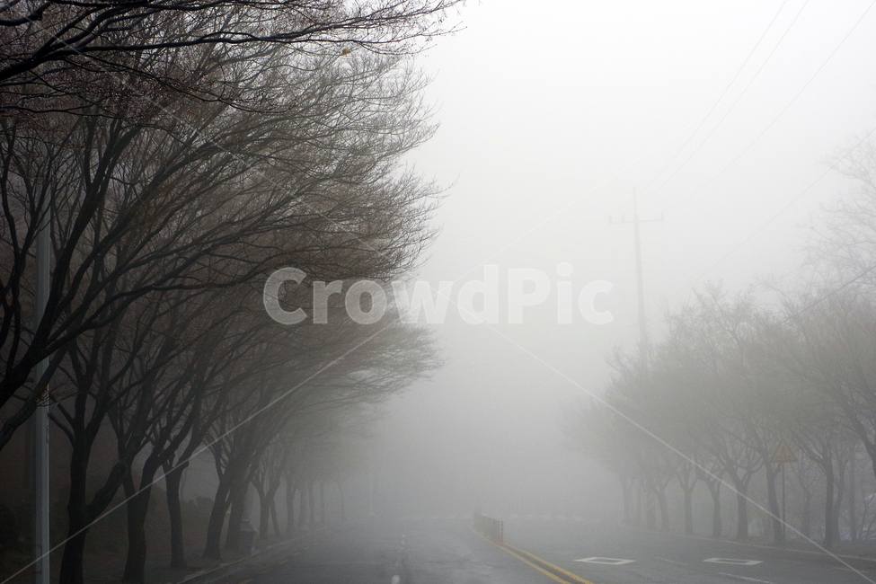 안개,fog,숲길,안개이미지,foggy,자연,풍경,nature,landscape,weather,날씨,outdoors,옥외,mist
