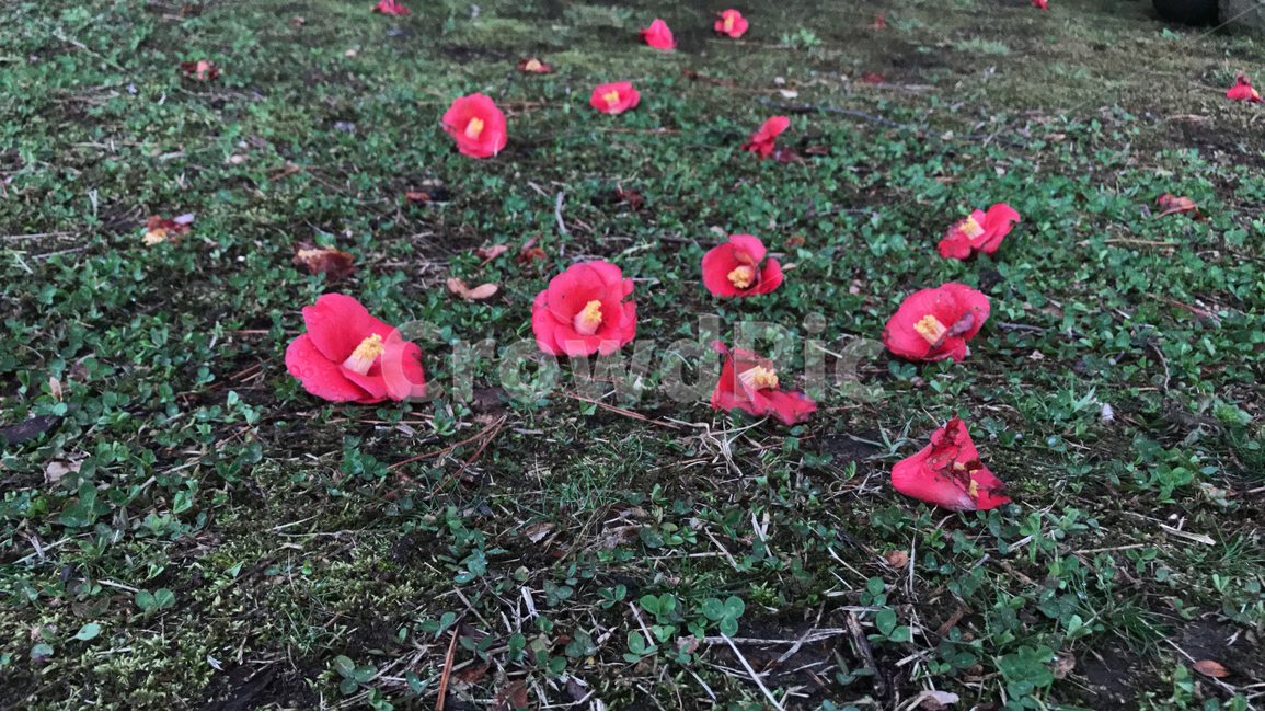 동백,동백꽃,꽃,낙화,봄,꽃,flower