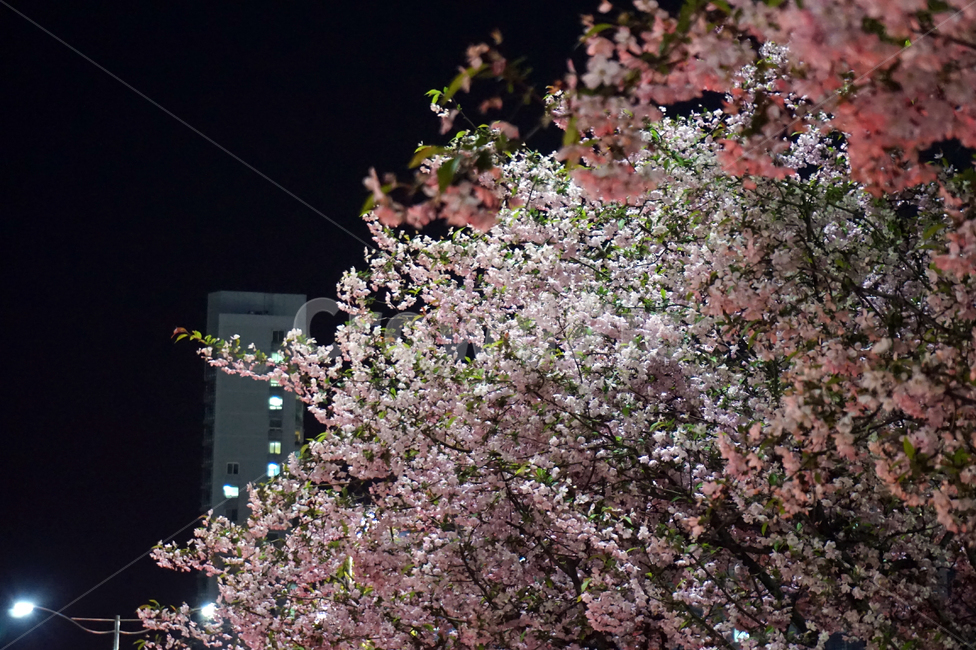 벚꽃,봄,야경,꽃,분홍,핑크,봄꽃,나무,식물,자연,cherryblossom,flower,tree,spring,봄,계절,spring,season,야경,밤,풍경,nightscape,night,landscape,식물,자연,plants,nature,꽃,flower,plant,cherry blossom,blossom