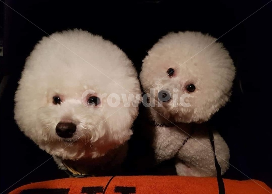 강아지,비숑,애견샵,애견미용,애견인,동물,animal,포유류,mammal,개,강아지,dog,doggy