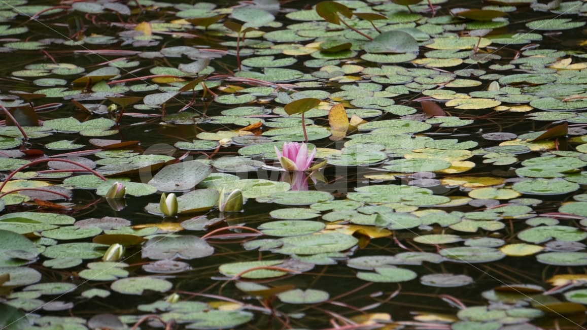 연꽃,비오는날,독보적,색감,초록색,식물,자연,plants,nature,꽃,flower