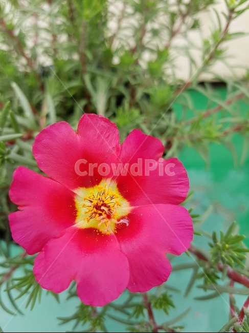 채송화,꽃,화단,화분,붉은꽃,식물,자연,plants,nature,꽃,flower