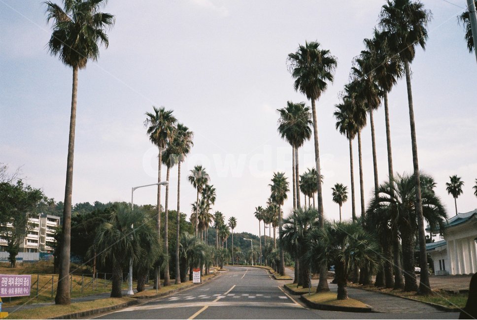 야자수,제주도,감성사진,palmtree,jejuisland,jejudo,중문해수욕장,길,도로,야자수길,필름,film