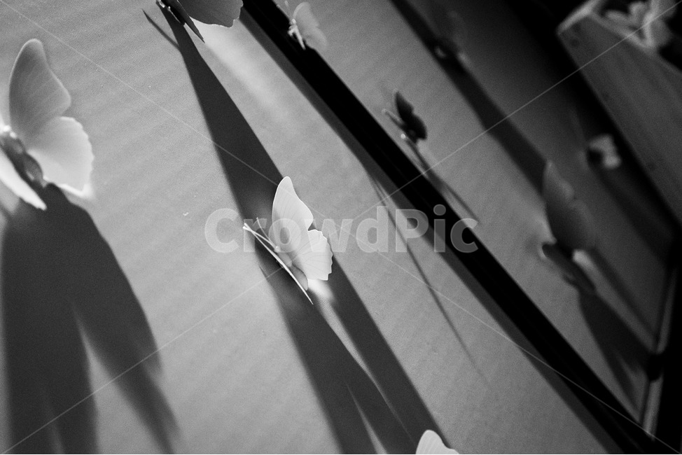 나비,그림자,흑백사진,흑백,monochrome,흑백,모노톤,monochrome,black and white