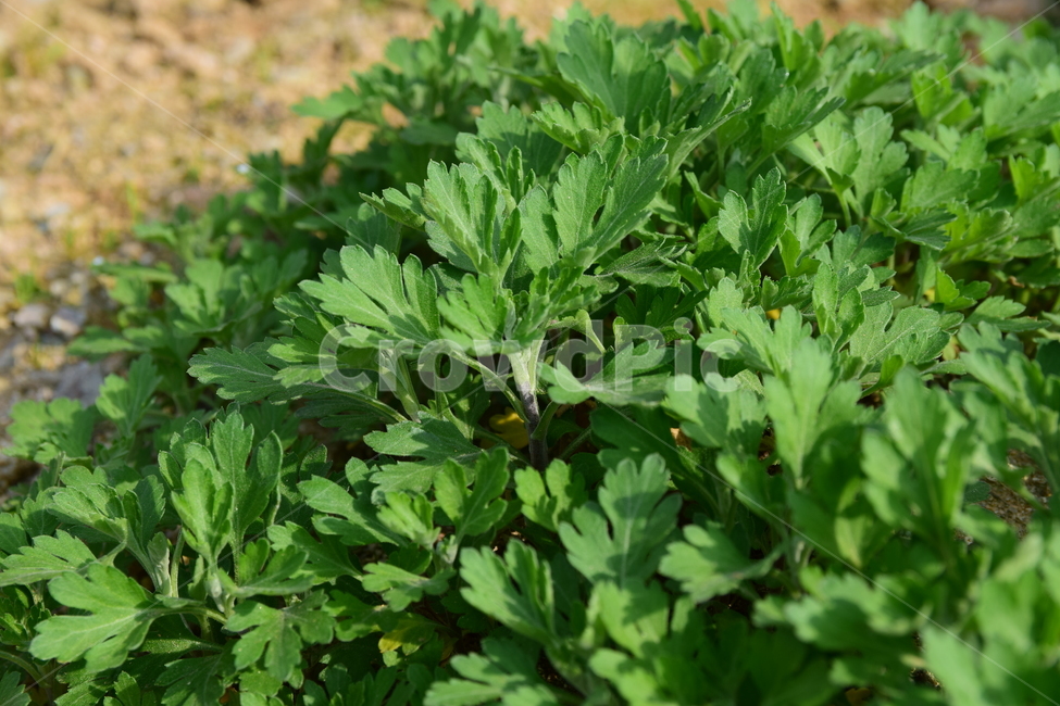 쑥,초록,풀잎,식물,쑥잎,토종,1년초,green,plant,봄,spring,계절