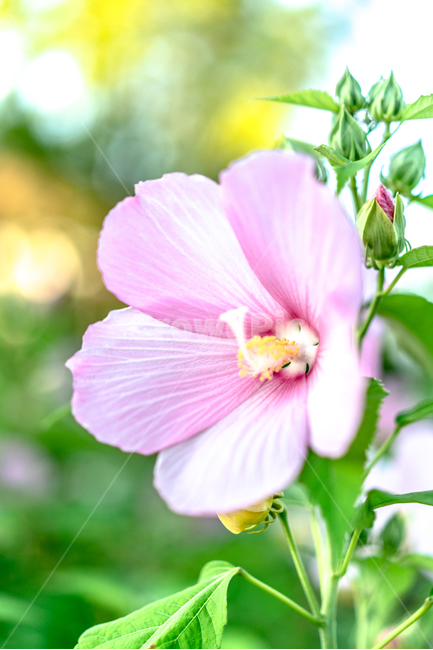 꽃,무궁화,국화,근화,히비스커스,식물,자연,plants,nature,꽃,flower