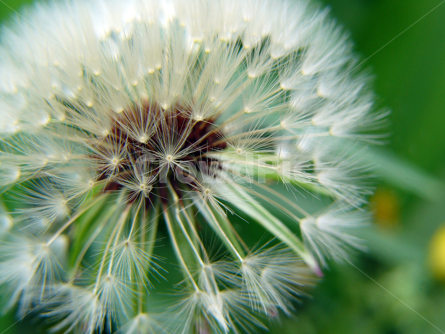 민들레,민들레씨앗,자연감성,식물,씨앗,식물,자연,plants,nature,꽃,flower