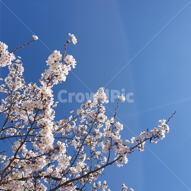 벚꽃,하늘,봄,꽃,파란하늘,봄,계절,spring,season,plant,식물,flower,blossom