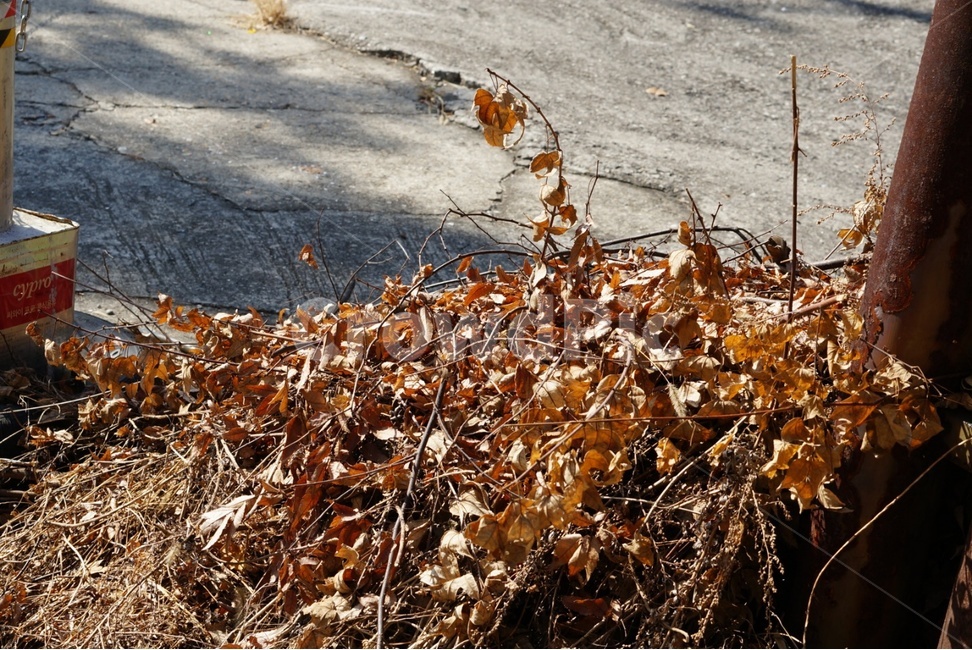 바닥,잎,leaf,쓸쓸함,허무함
