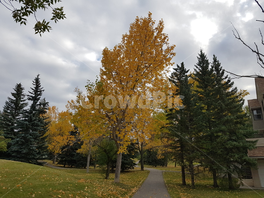 공원,가을,단풍,풍경,park,가을,계절,fall,autumn,season,자연,풍경,nature,landscape,tree,나무,plant,식물,fir,전나무