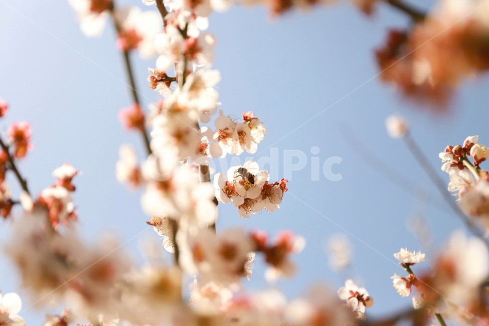 매화,꽃,봄,벌,자연,따뜻함,bee,spring,flower,plant,식물,nature,식물,자연,plants,nature,꽃,flower