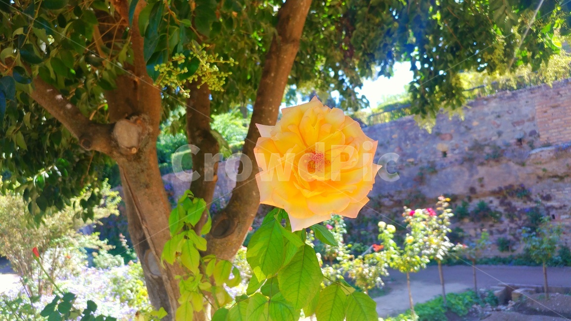 풍경,자연,꽃,나무,식물,식물,자연,plants,nature,꽃,flower