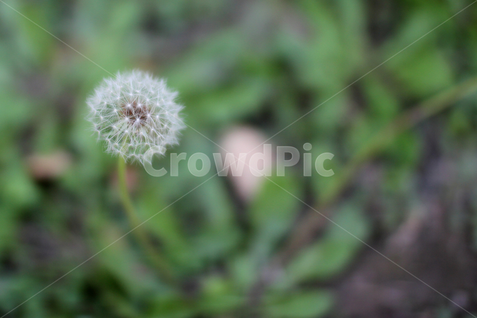 민들레,식물,plant,dandelion,민들레홀씨
