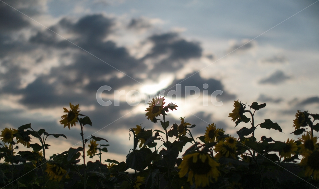 해바라기,하늘,구름,감성사진,꽃,자연,풍경,nature,landscape,식물,plants,꽃,flower,light,빛,flare,플레어