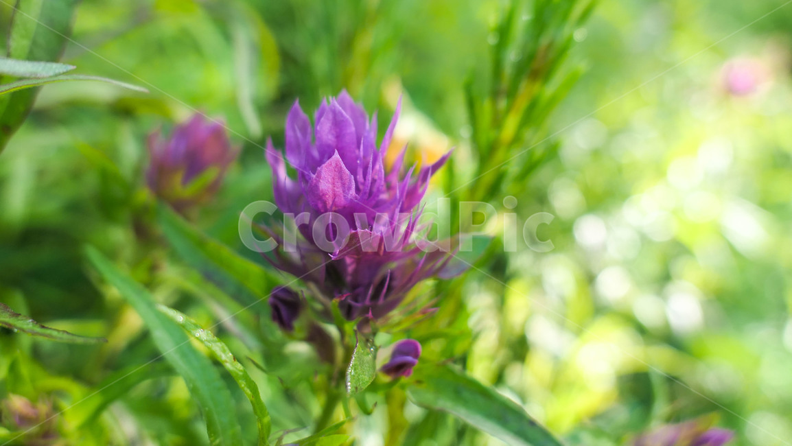 꽃,flower,봄,초원,야생화,하늘,들꽃,들판,흰꽃,파란하늘,하얀꽃,파란꽃,붉은꽃,녹색,그린,green,whiteflower,bluesky,sky,blueflower,field,purple,꽃들,조지아,wildflower,식물,자연,plants,nature,꽃,flower
