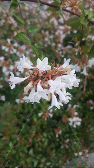 꽃,flower,근접,생화,야생화