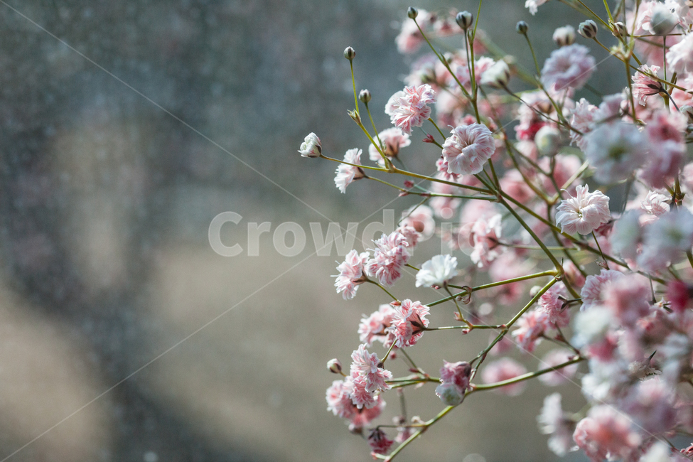 flower,flowers,꽃,꽃병,화병,식물,자연,plants,nature,꽃,flower