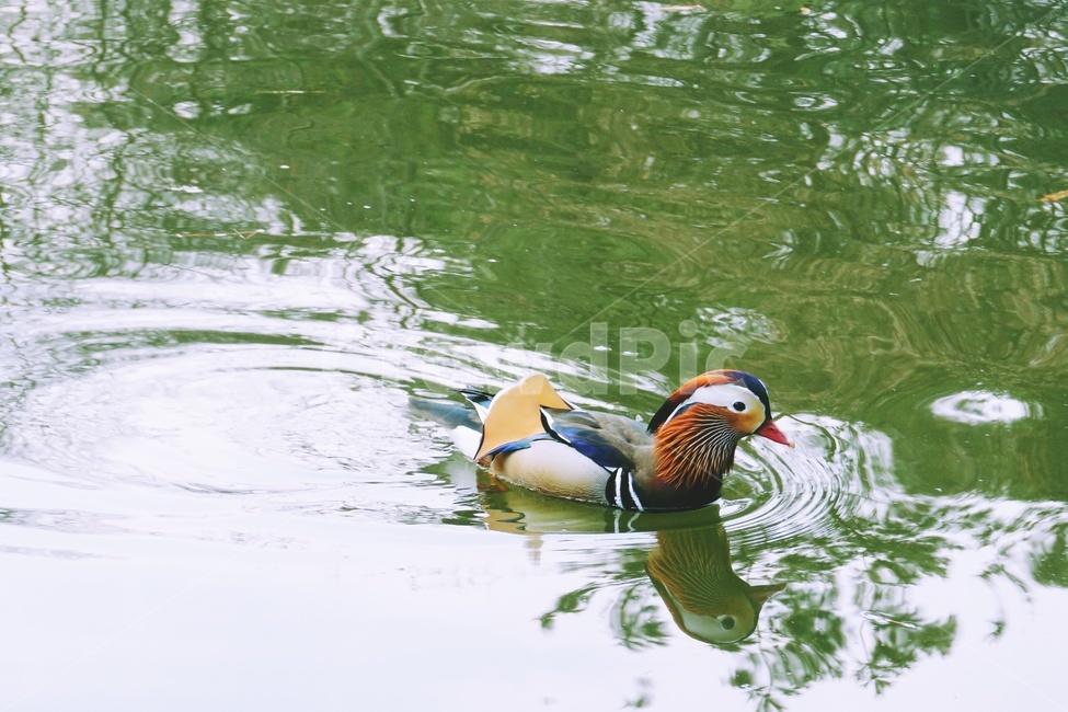 water,물,animal,동물,bird,새,옥외,outdoors,원앙,호수,lake,colorful,알록달록