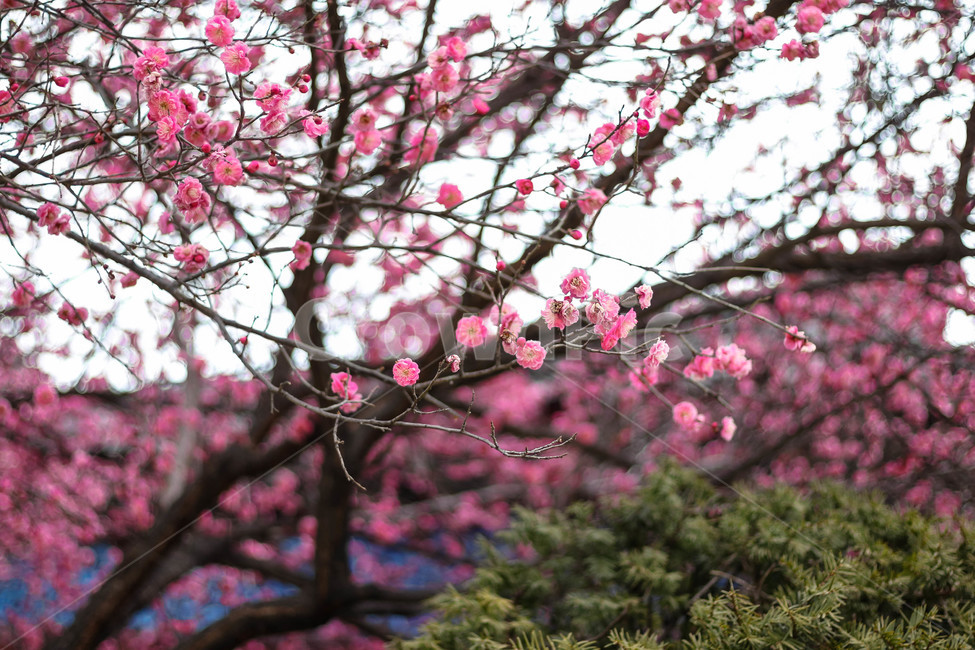 봄,꽃,홍매화,분홍,핑크,봄날,봄이미지,예쁜,식물,화려한,배경,바탕,아름다운,자연,spring,flowers,pink,beautiful,nature,plants,식물,자연,plants,nature,꽃,flower