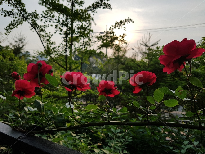 장미,rose,저녁노을장미,장미덩쿨,자연,빨간장미,빨강장미,로즈장미,장미꽃,flower,nature,red,붉은장미,정열,사랑,고백,순수,감성,배경,background,식물,자연,plants,nature,꽃,flower