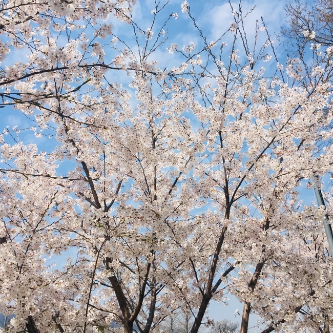 봄,벚꽃,하늘,꽃,봄소풍
