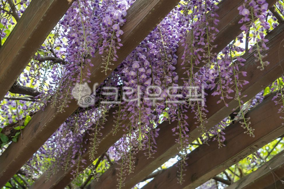 flower,꽃,등나무,등나무꽃,정원,garden,보라