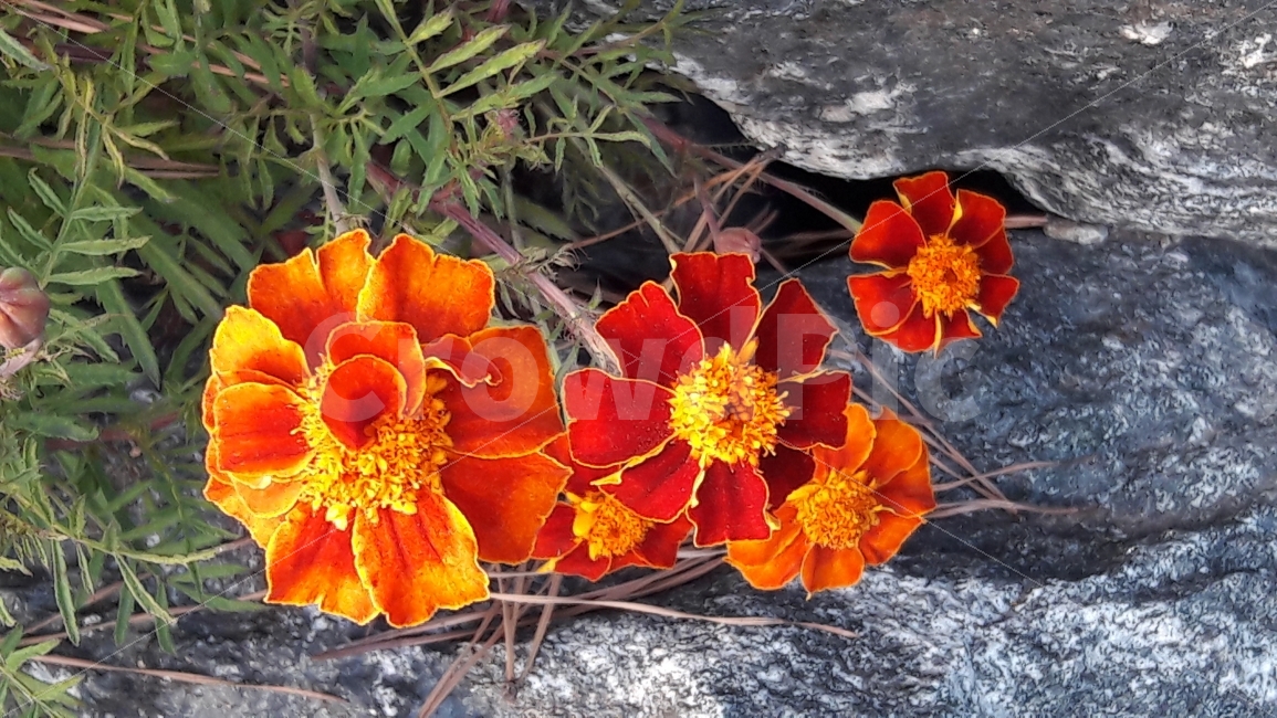 메리골드,꽃,푸른수목원,행복,돌,식물,자연,plants,nature,꽃,flower