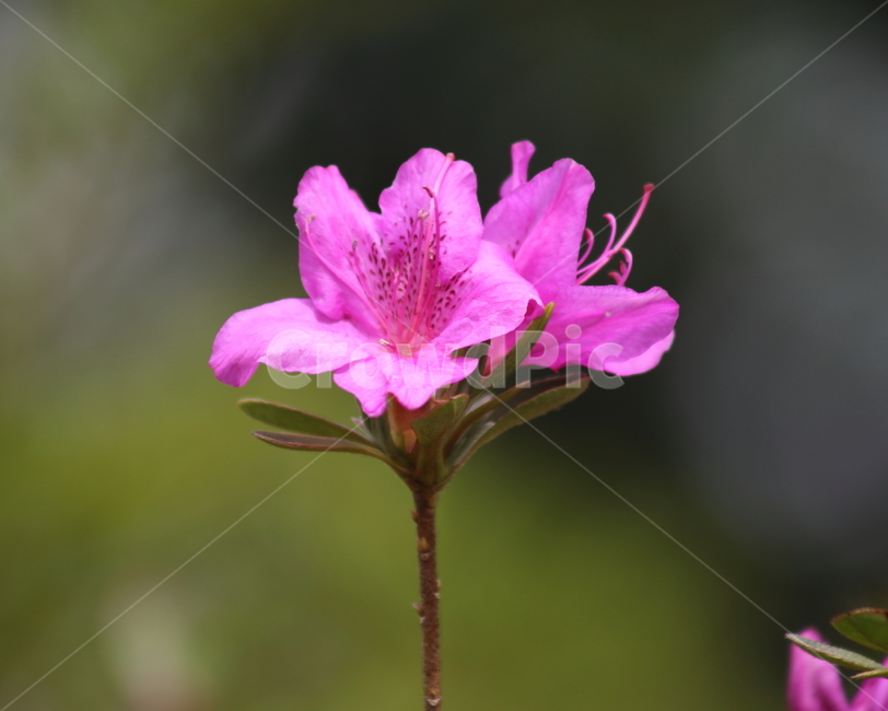 철쭉,진달래과,봄,rhododendronschlippenbachii,royalazalea,식물,자연,plants,nature,꽃,flower