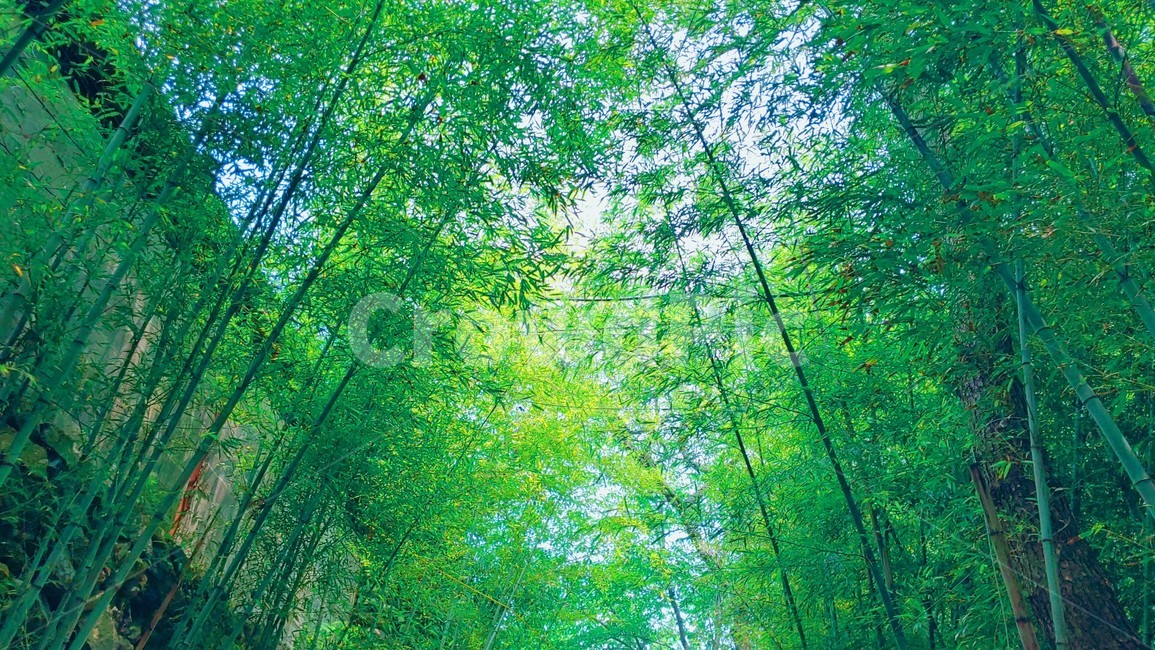 대나무,배경,초록색,숲,나뭇잎,가로사진,대나무숲