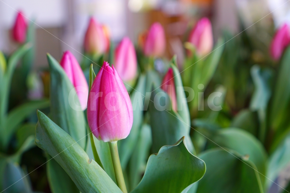 꽃시장,분홍튤립,분홍꽃,튤립,꽃,배경화면,바탕화면,pinktulip,flower,pinkflower,tulip,flowermarket,wallpaper,식물,자연,plants,nature,봄,계절,spring,season,꽃,flower,plant,blossom