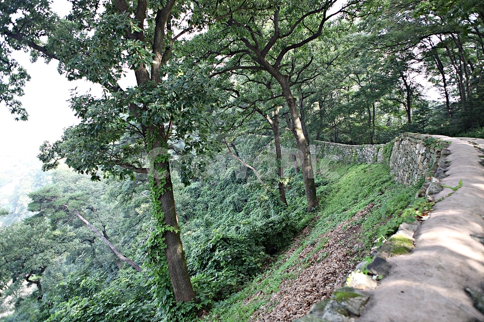 공주산성,성,산성,성곽,길,둘레길,숲,숲길,돌담,담,여름,풍경,흙담,벽,방어벽,나무,식물,유네스코등제