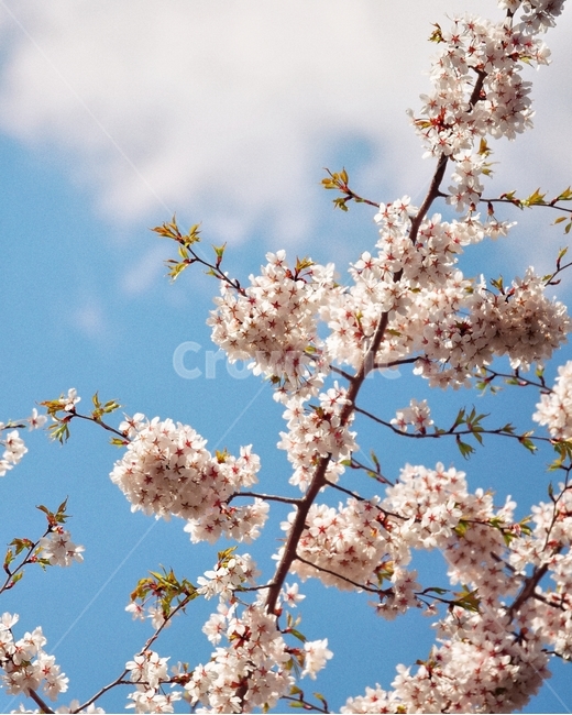 하늘,벚꽃,나무,봄,구름,봄,계절,spring,season,식물,자연,plants,nature,꽃,flower,감성,sensible,feeling,plant,blossom