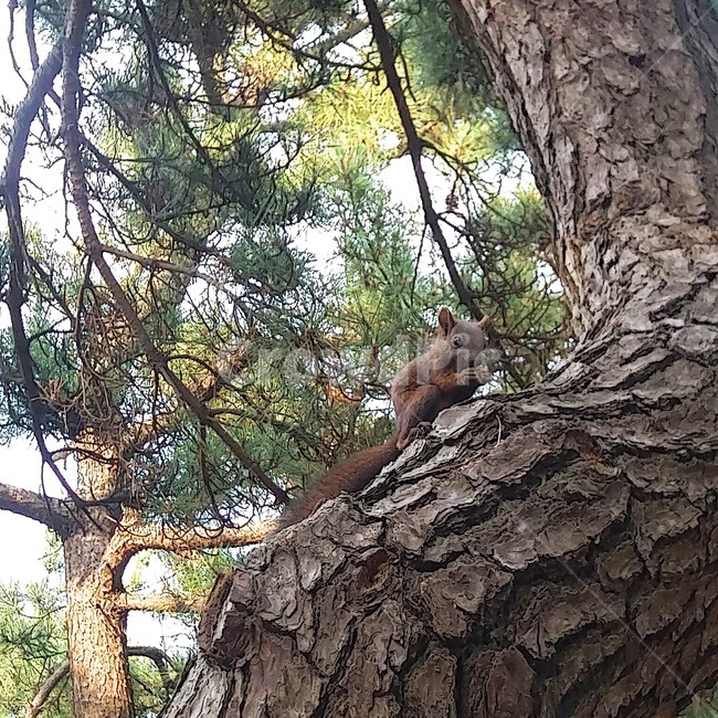 동물,청솔모,소나무,treetrunk,청솔모근접