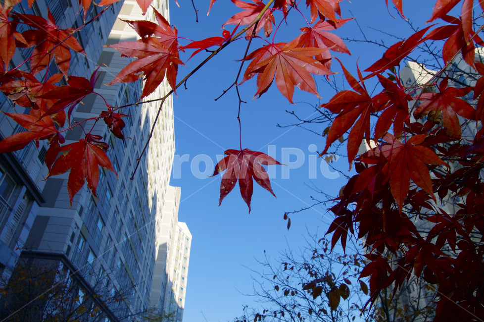 가을,단풍,낙엽,sensitive,fall,feeling,감성,감성사진,배경,하늘,파란하늘,sky,가을,계절,fall,autumn,season,plant,식물,leaf,잎,tree,나무